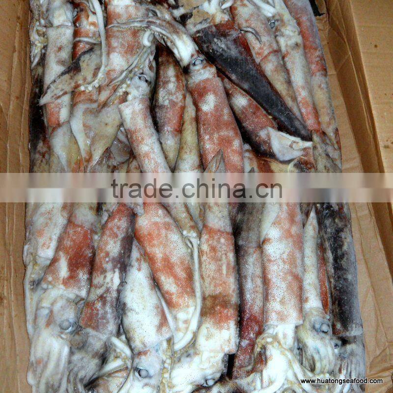 frozen whole round squid