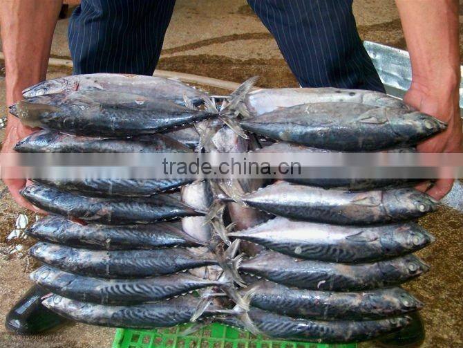 Frozen Bonito