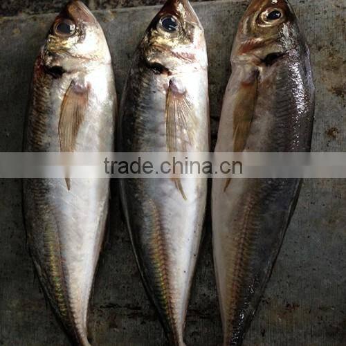 Frozen big eye horse mackerel 25cm+