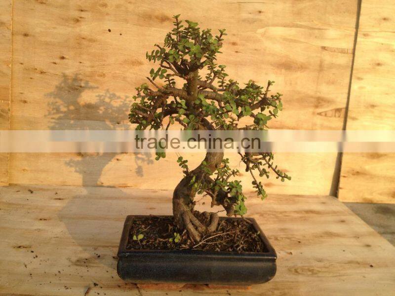 Portulacaria afra ( Jade plant) bonsai S shape