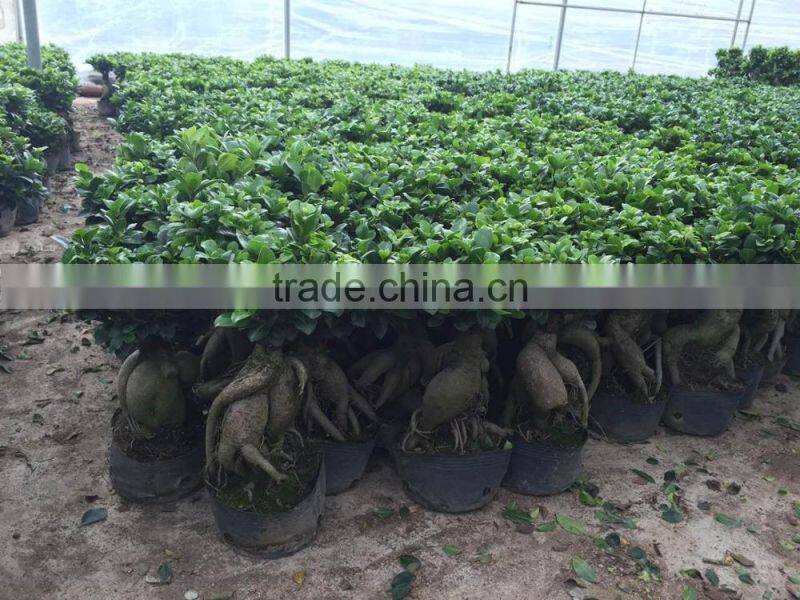Ficus microcarpa ginseng bosnai