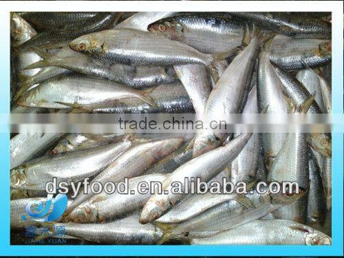 frozen fresh sardine