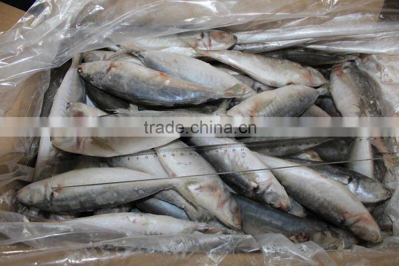 china frozen seafood big/small eyes scad fish