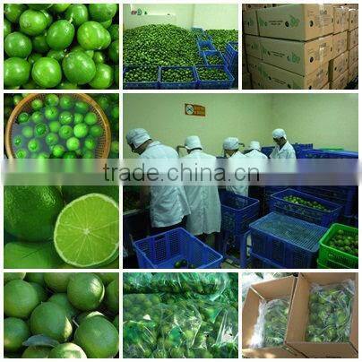 FRESH AND FROZEN LEMON WITH BEST PRICE FOR NOW