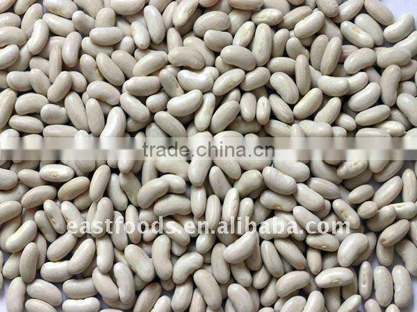 Spain white kidney bean