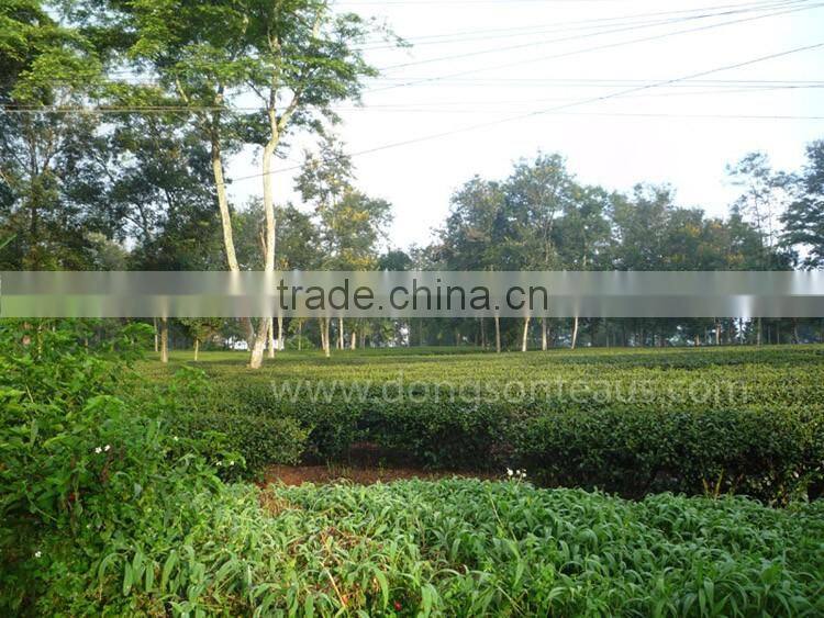 Good quality oolong tea - High grade Vietnam oolong tea