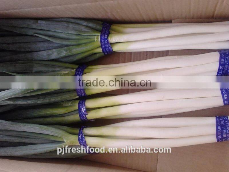 Fresh Onion Long Type Green Onion