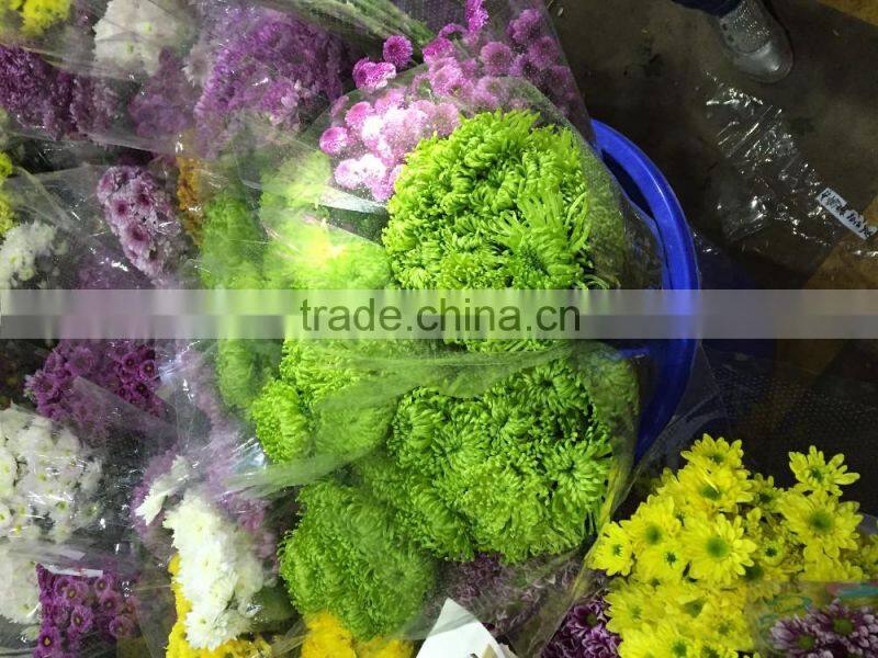 Fresh cut Chrysanthemums flower