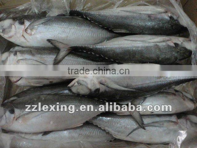 Seafood Frozen Hard tail scad