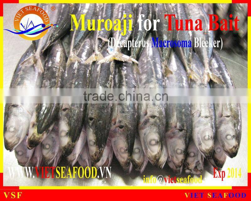 FROZEN W/R MUROAJI FOR TUNA BAIT