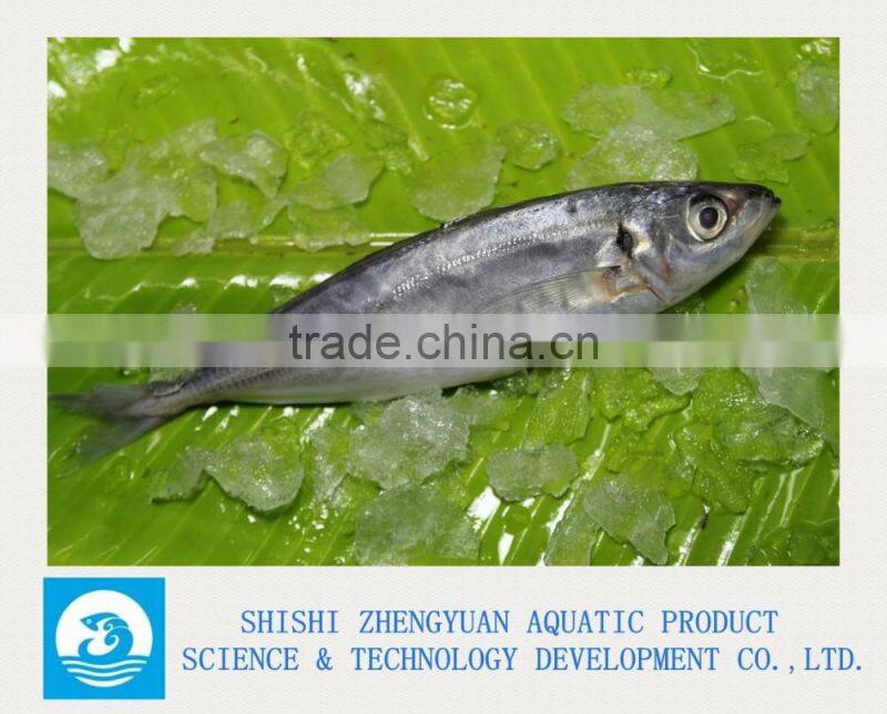 Zhengyuan Aquatic Frozen Horse Mackerel