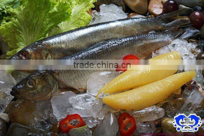 seafood IQF frozen herring fillet