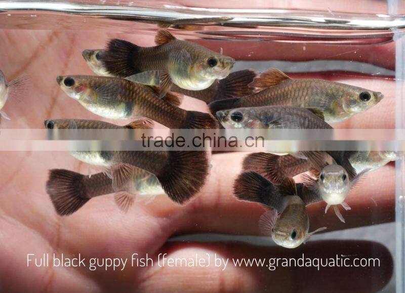 Full black guppy for Freshwater Aquarium fish export company from Thailand