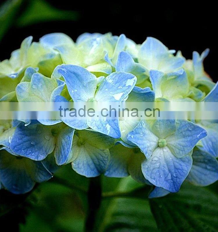 New Crazy Selling hydrangea buy direct from factory
