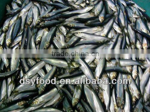 Frozen canned sardine