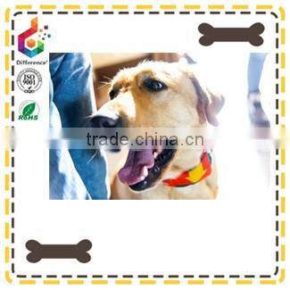 White lace PU dog collar