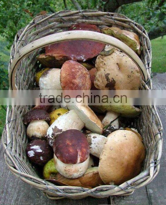 Detan Dried Porcini Mushrooms for sale
