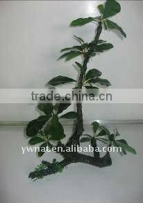 aquarium plants