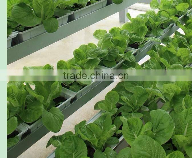 Tomato Greenhouses Structure with Hydroponic System