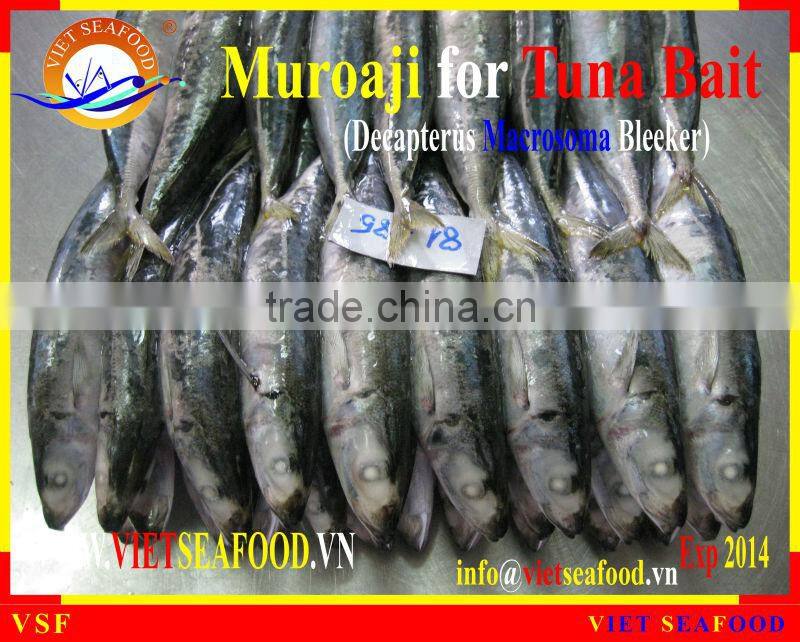 MUROAJI FOR TUNA BAIT