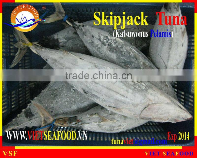 FROZEN SKIPJACK TUNA WHOLE ROUND