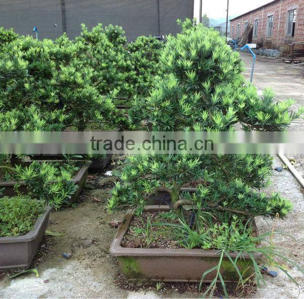 Podocarpus macrophyllus bonsai