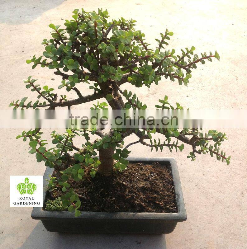 Portulacaria afra ( Jade plant) S shape