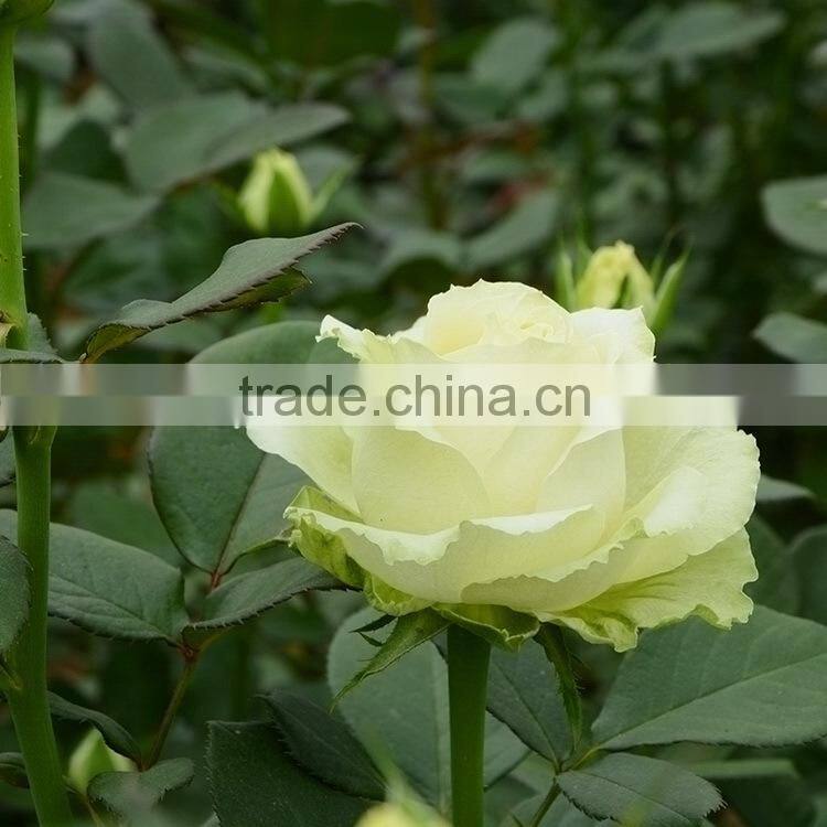 Fashionable hot sale hydrangea bridal flower