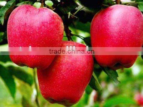 fruit market prices apple