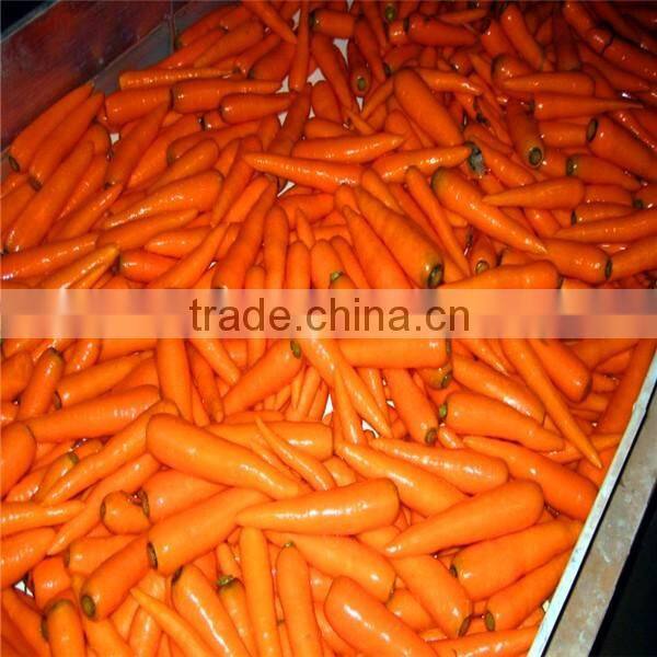 red carrot export from china