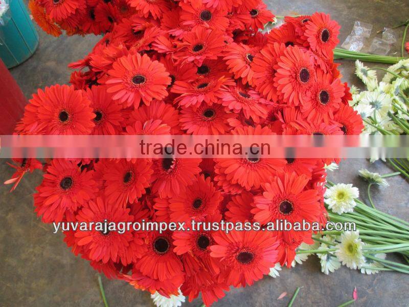 Orange Gerbera Flowers
