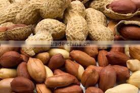 Indian round type blanched peanut kernels PEANUTS KERNEL BOLD 40-50