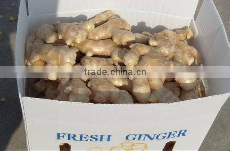Professional Ginger Supplier Fresh old Ginger