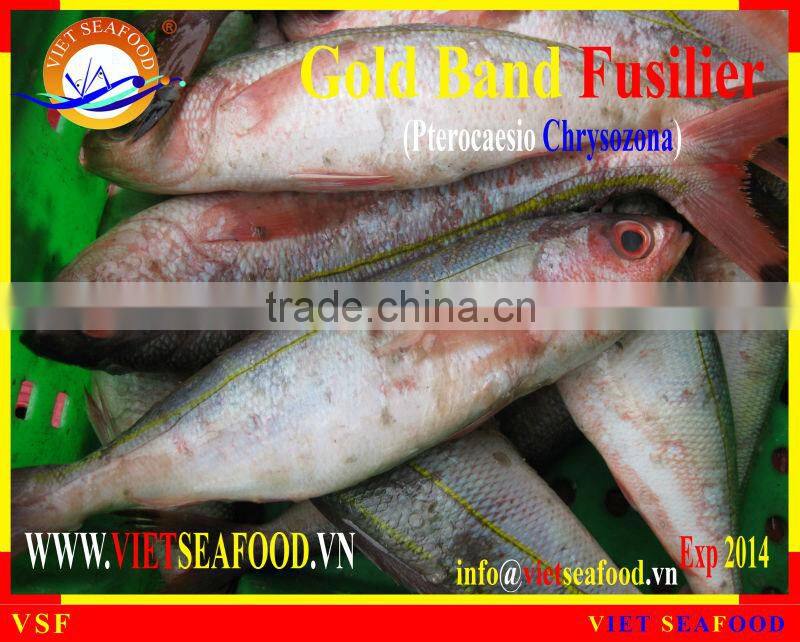 FROZEN GOLD BAND FUSILIER