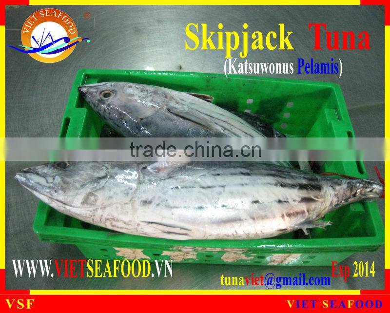 FROZEN W/R SKIPJACK TUNA