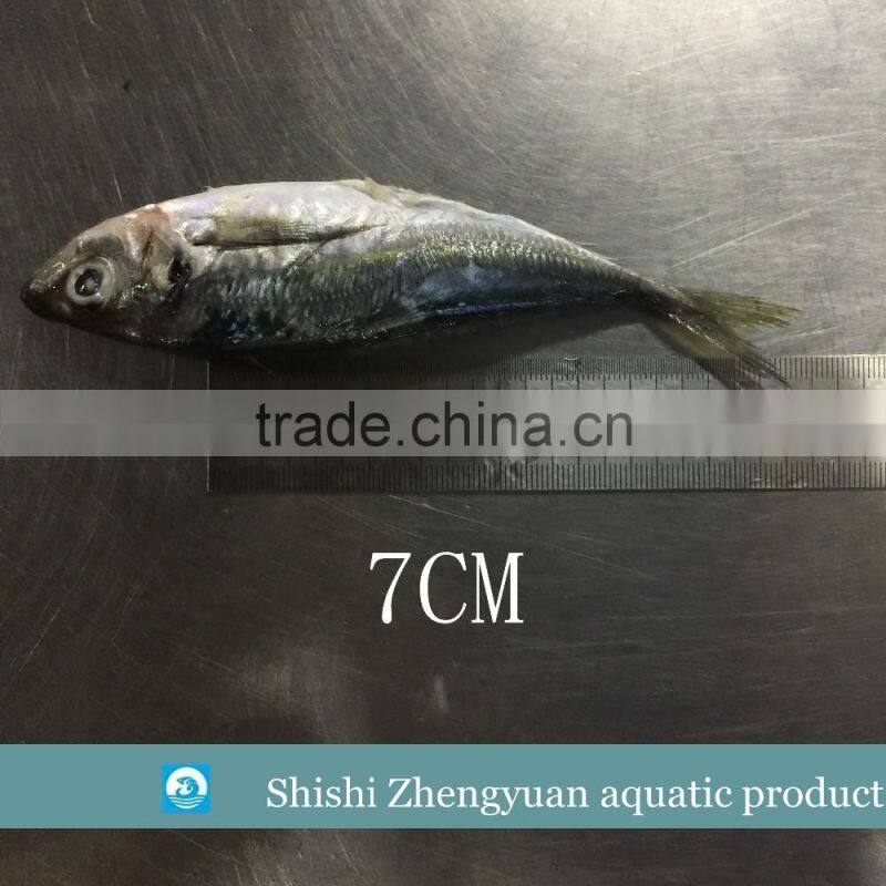 Fresh frozen HGT horse mackerl 6-8cm loose package