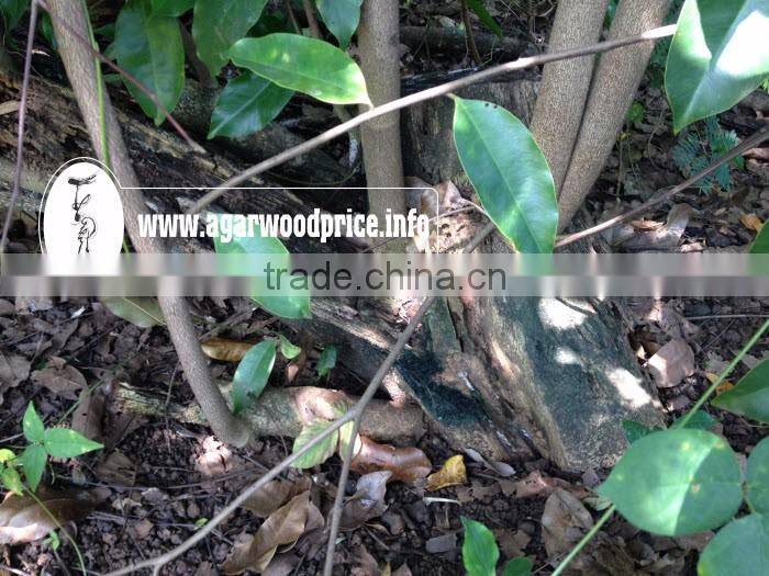 Agarwood Powder/ Oud Powder - Raw Material to Make Solid Incense Stick