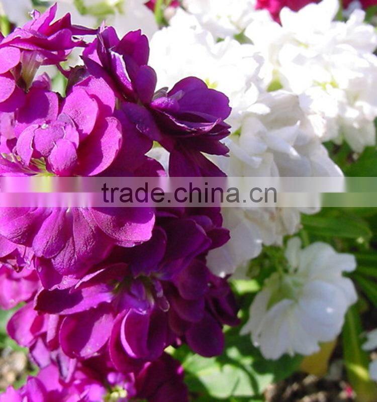 New best sell violet purple plant