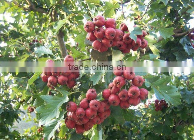 Organic Quicking frozen hawthorn berry fruit