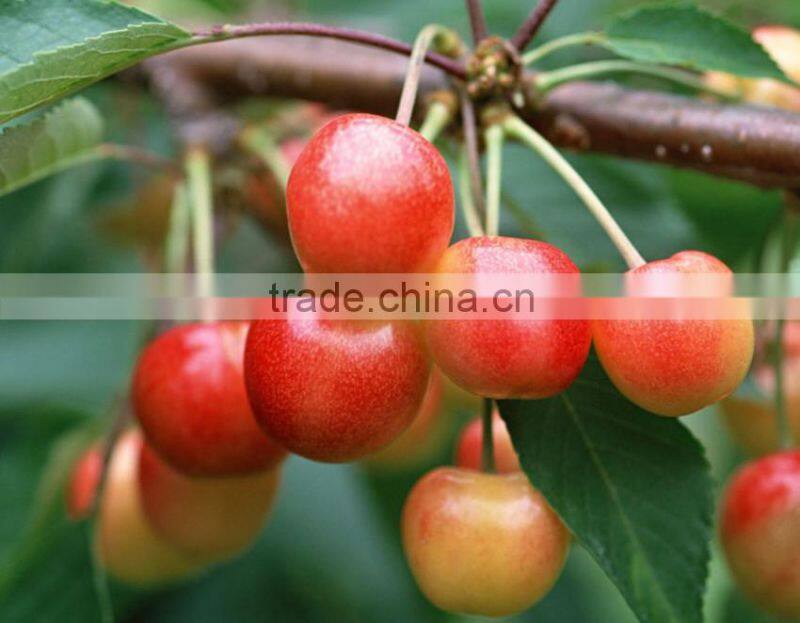 canned green cherry without stem in light syrup