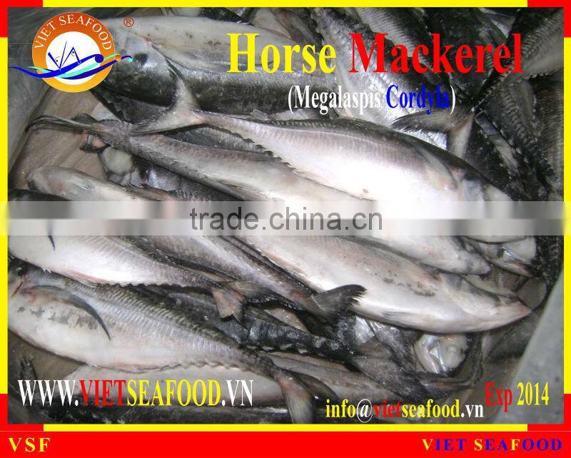 W/R FROZEN HORSE MACKEREL