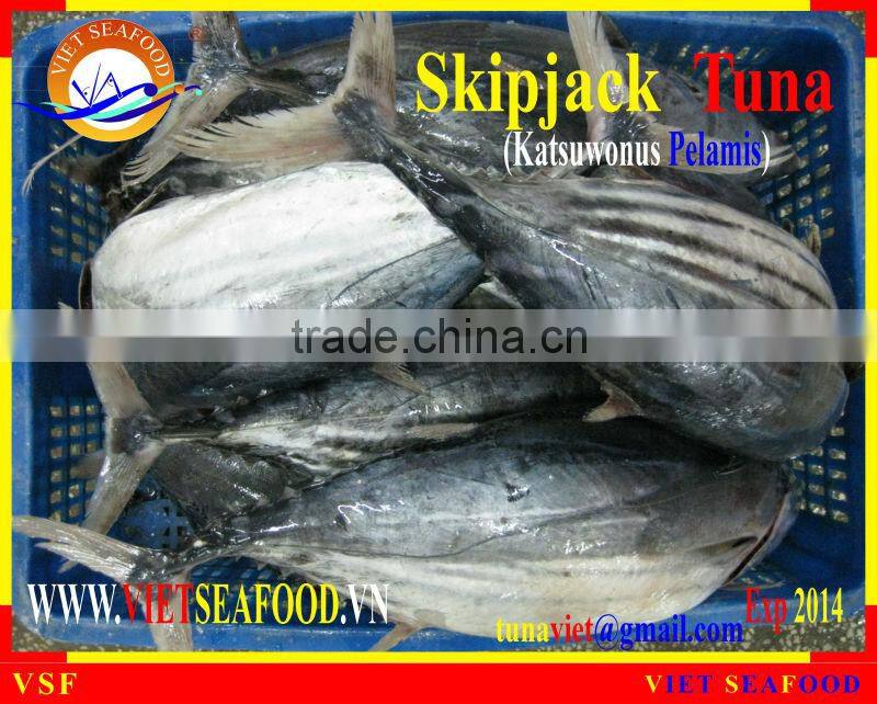 FROZEN SKIPJACK TUNA WHOLE ROUND