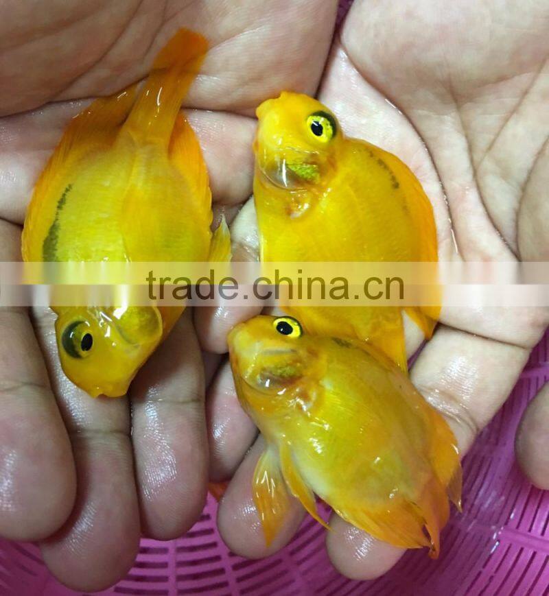 Yellow parrot cichlid aquarium fish from Thailand exporter