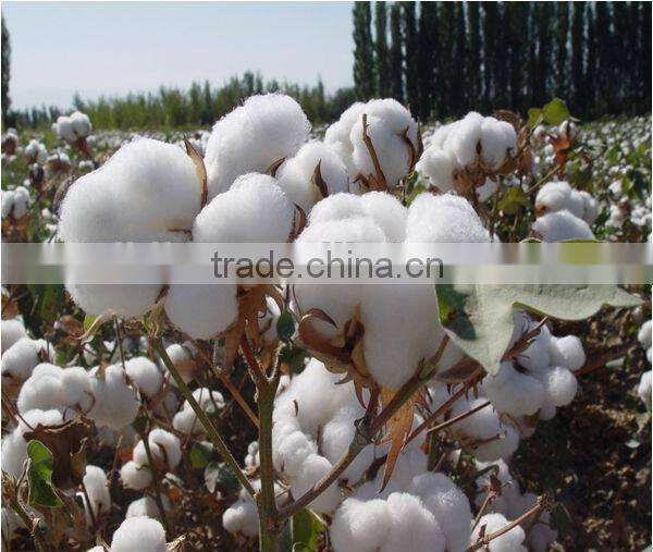 fashion cute couple shirt design polo t shirt