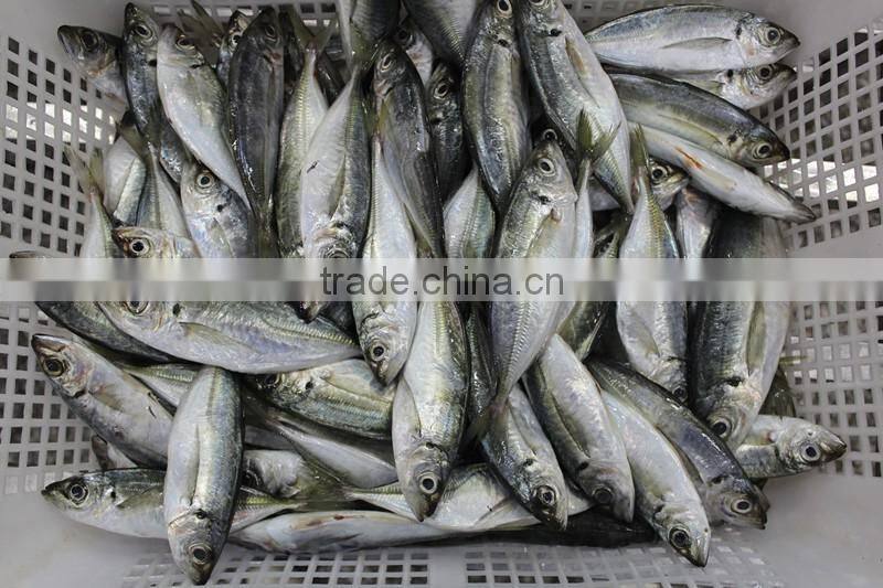 frozen fish blue mackerel scad