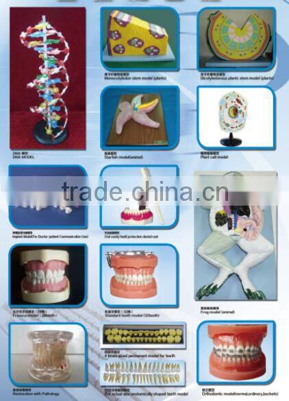 Men Sagittal anatomy model for educationsl teaching