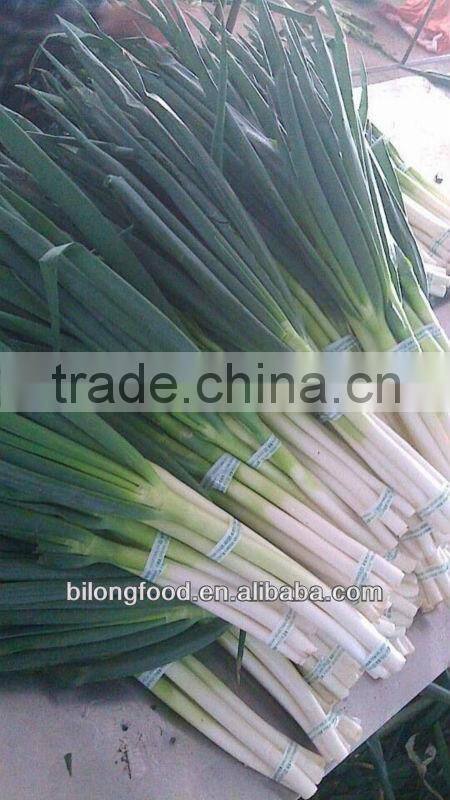 new crop fresh scallions ( fresh leek)