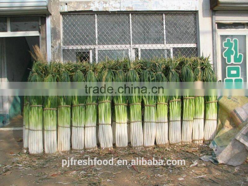 Fresh Onion Long Type Green Onion