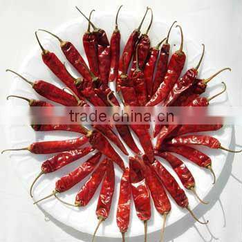 HOT SPICY RED CHILI EXPORTER