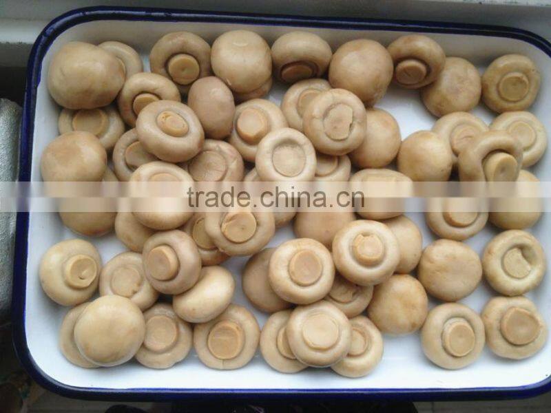 vacuum	bag the mushroom champignon(Agricus) 50kg drum for sale Agaricus Bisporus market prices for mushroom